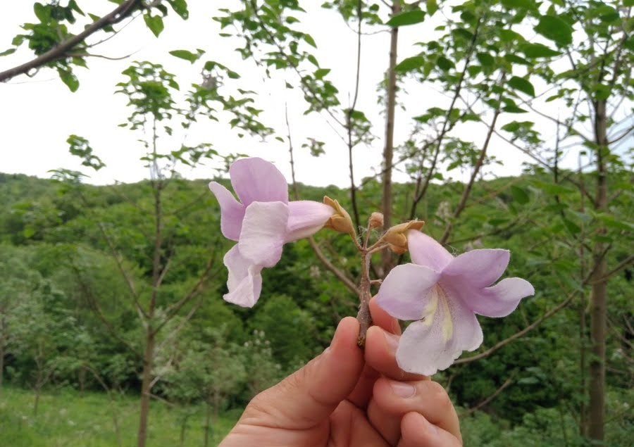 mirtalis paulovnija cvijet